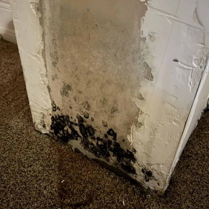 Professional Mold Removal in Shreve, OH